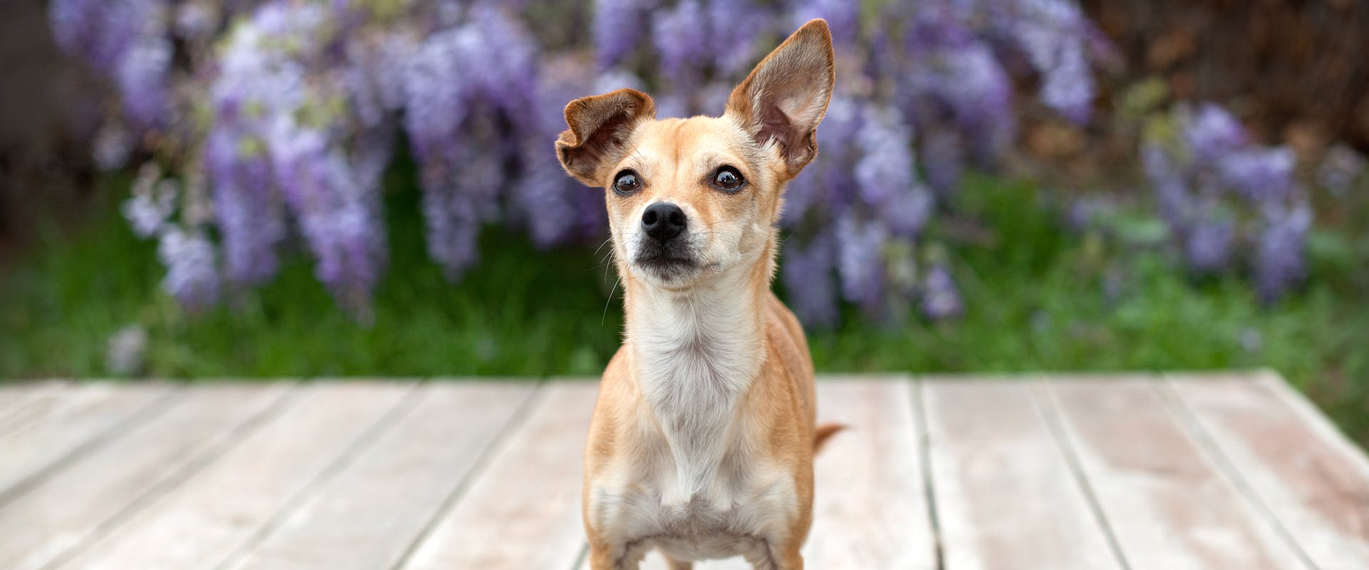 Is wisteria toxic 2025 to dogs